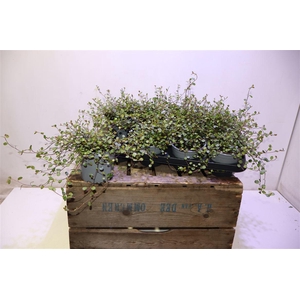 Muehlenbeck Co Maori