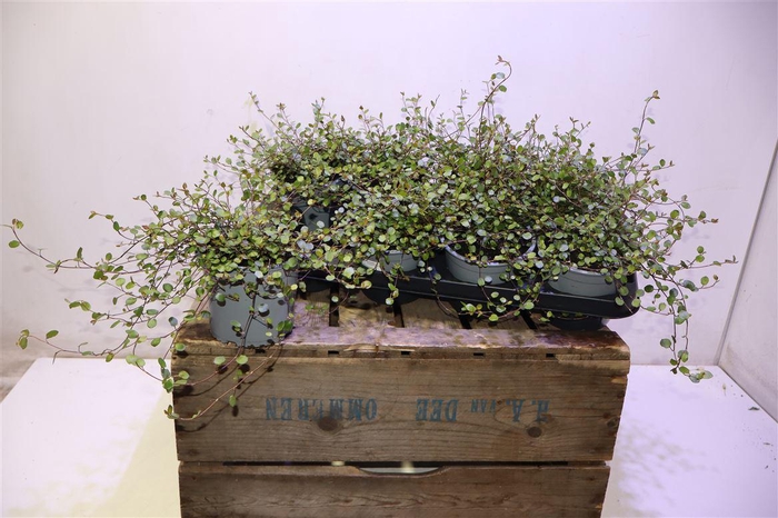 <h4>Muehlenbeck Co Maori</h4>