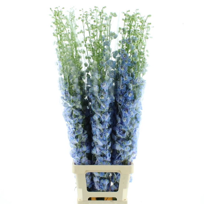 <h4>Delphinium Aurora Light Blue Super</h4>