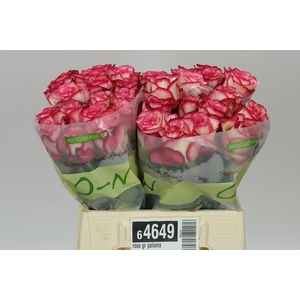 Rosa Gr Paloma