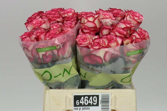 <h4>Rosa Gr Paloma</h4>