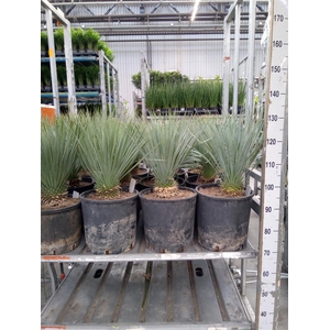 Yucca rostrata