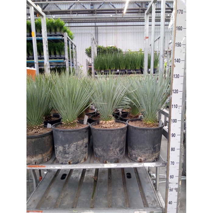<h4>Yucca rostrata</h4>