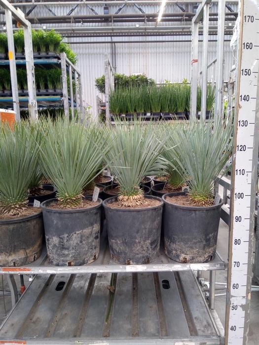 <h4>Yucca rostrata</h4>