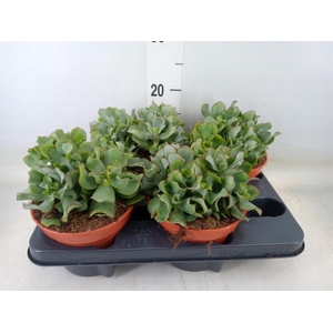 Crassula arborescens subsp. undilat
