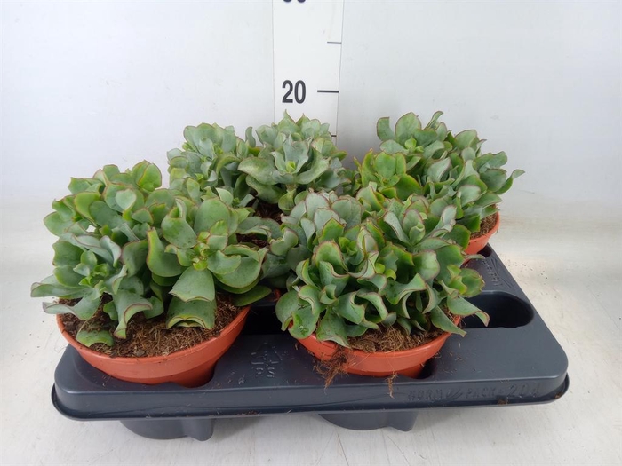 <h4>Crassula arborescens subsp. undilat</h4>