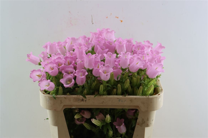 <h4>Camp Medium Pink</h4>