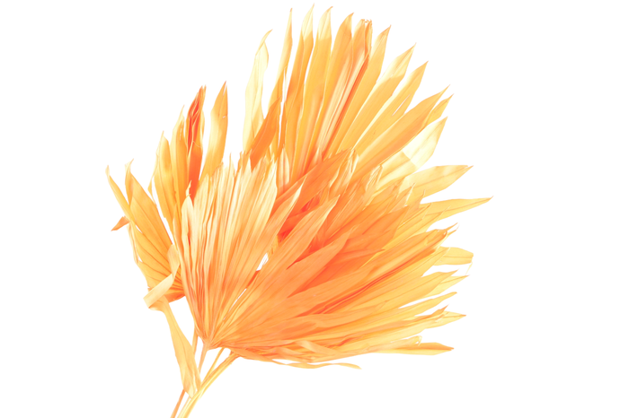 <h4>Palm Sun Apricot</h4>