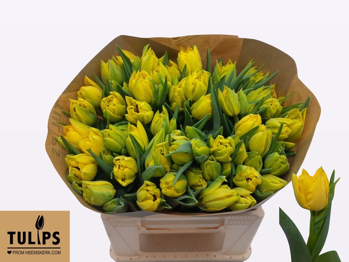 <h4>TU DU AQUILLA</h4>