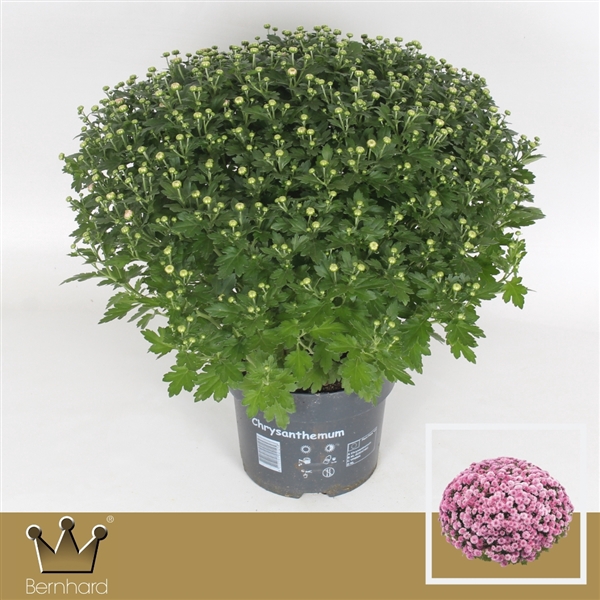 <h4>Chrysanthemum P19 Jasoda Dark Pink</h4>