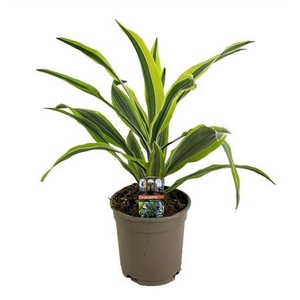 Dracaena Lemon Lime Kopstek
