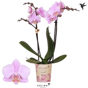 Phalaenopsis Multifloratypes Beaution