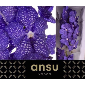 Vanda Ni Dark Blue