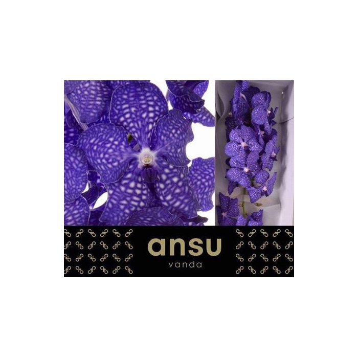 <h4>Vanda Ni Dark Blue</h4>