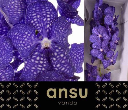 <h4>Vanda Ni Dark Blue</h4>