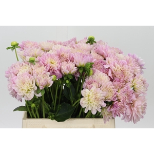 Dahlia Pink Pop