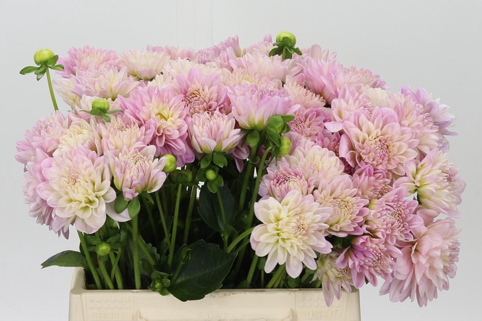 <h4>Dahlia Pink Pop</h4>