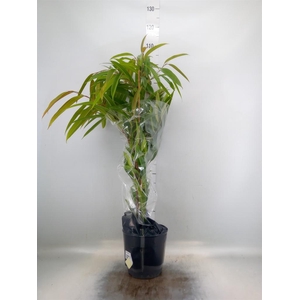 Ficus binn. 'Amstel King'