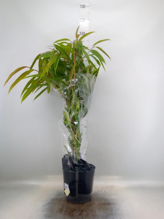 <h4>Ficus binn. 'Amstel King'</h4>