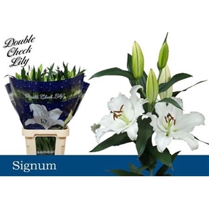 Li Or Signum
