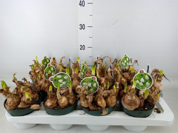 <h4>Leucojum aestivum</h4>