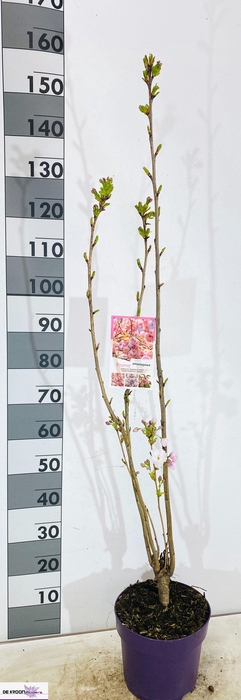 <h4>arr8 Prun Se Amanogawa</h4>