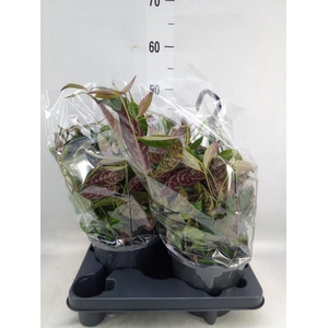 Aeschynanthus marmoratus