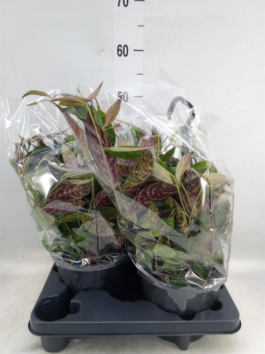 <h4>Aeschynanthus marmoratus</h4>