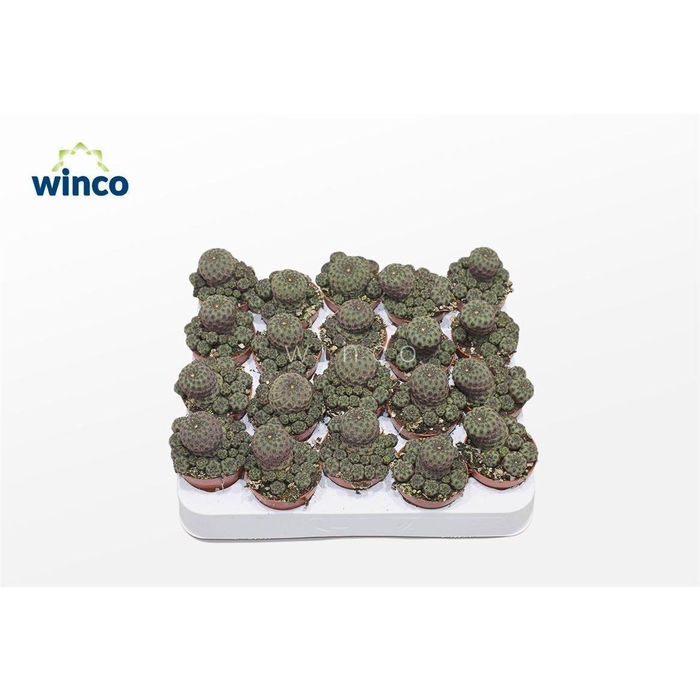 <h4>REBUTIA MUSCULA</h4>