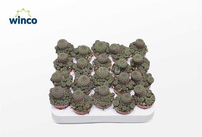 <h4>REBUTIA MUSCULA</h4>