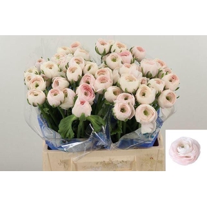 RAN CLONE HANOI 30 GR.