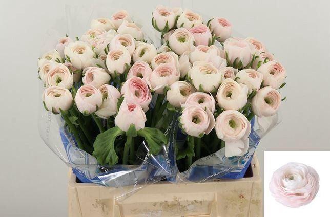 <h4>RAN CLONE HANOI 30 GR.</h4>