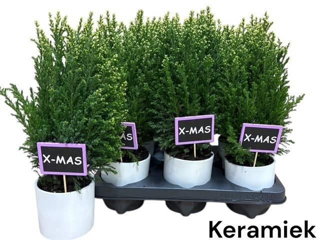 <h4>KERSTBOOM VERSIERD</h4>