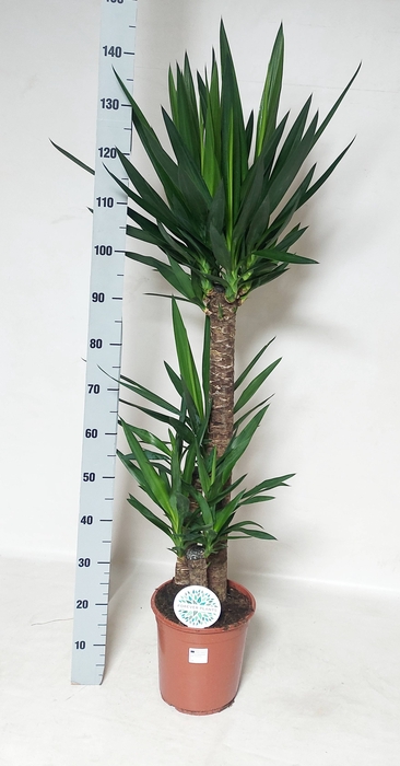 <h4>YUCCA</h4>