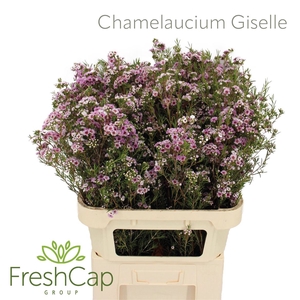 Chamelaucium Giselle
