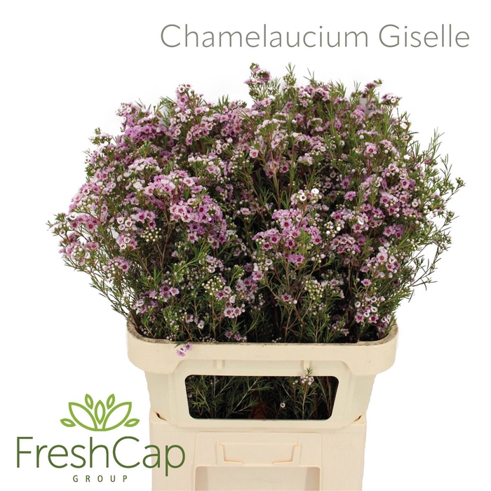 <h4>Chamelaucium Giselle</h4>