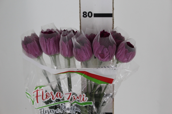 <h4>ANASTASIA LOTSO 080 CM</h4>