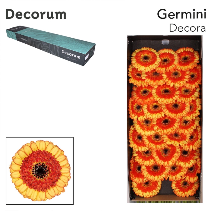 <h4>GE MI DECORA Doos x60</h4>