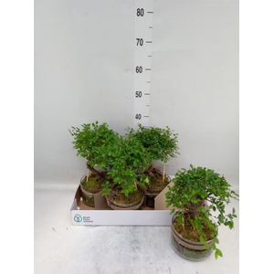 Bonsai   ...mix