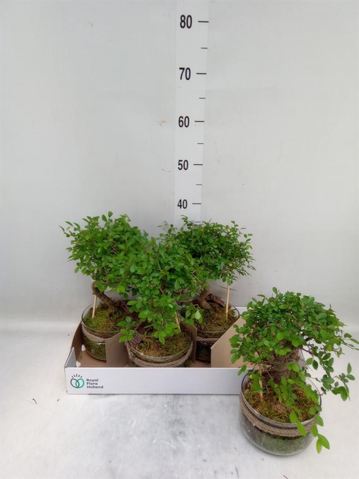 <h4>Bonsai   ...mix</h4>