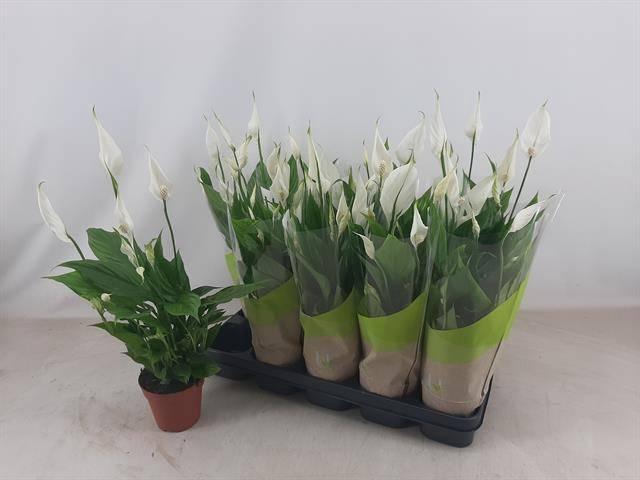 <h4>SPATH TORELLI</h4>