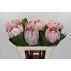 Protea Cynaroides