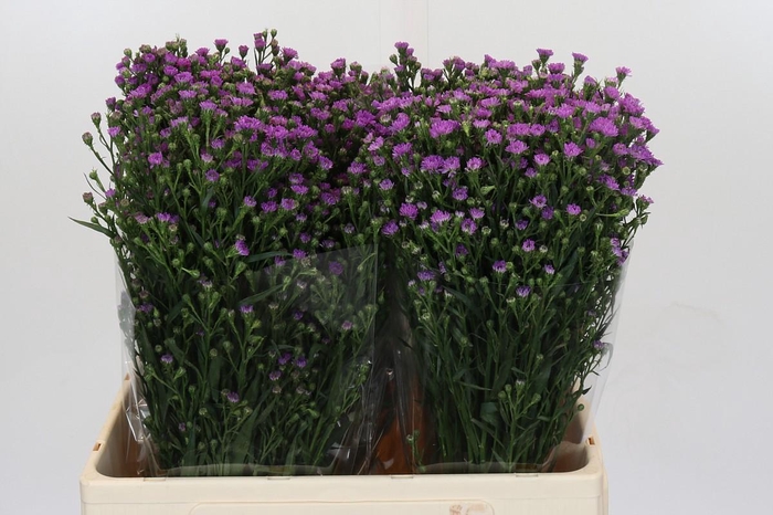 <h4>Aster Baby Pink</h4>