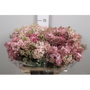 Syr Hy Maidens Blush 4+