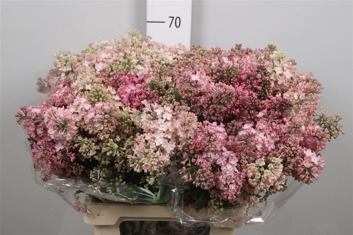 <h4>Syr Hy Maidens Blush 4+</h4>