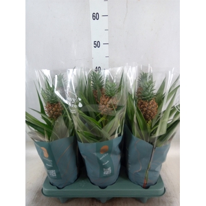 Ananas  'Mi Amigo'