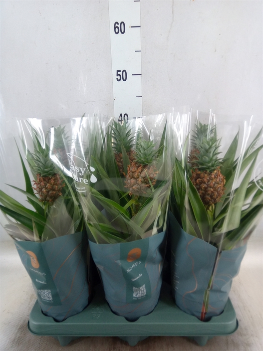 <h4>Ananas  'Mi Amigo'</h4>