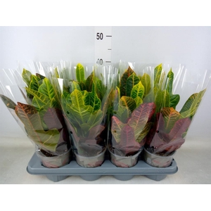 Codiaeum var. GR 'Excellent'