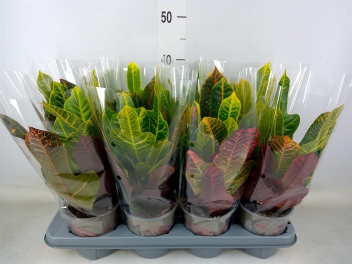 <h4>Codiaeum var. GR 'Excellent'</h4>