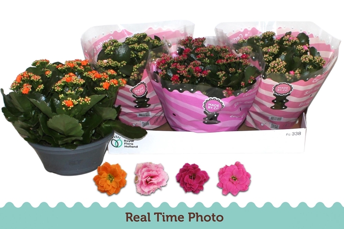 <h4>KAL GE GEM 4 KL</h4>